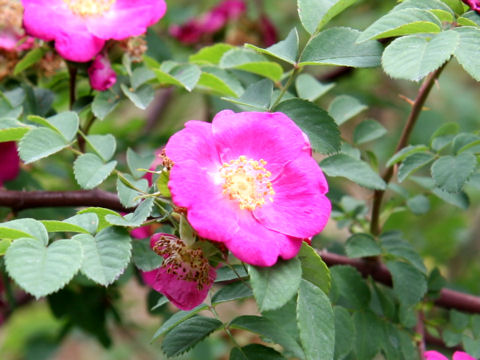 Rosa farreri f. persetosa