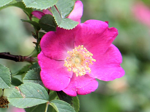 Rosa farreri f. persetosa