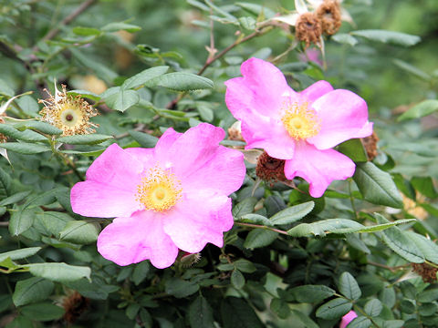 Rosa pisocarpa