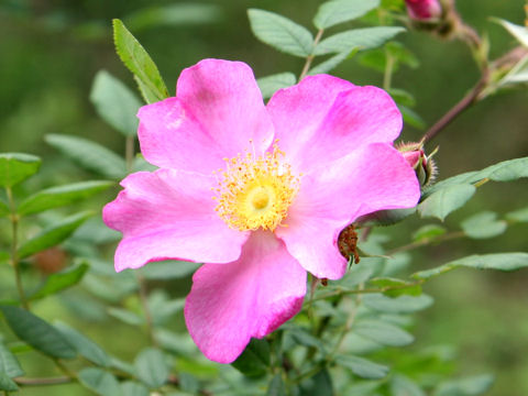 Rosa pisocarpa