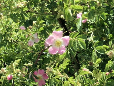 Rosa rubiginosa