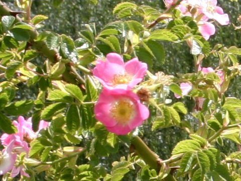 Rosa rubiginosa