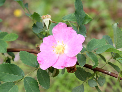 Rosa setipoda