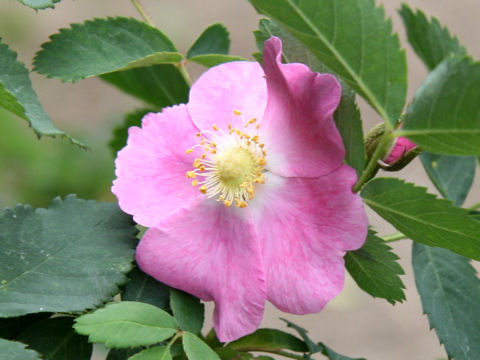 Rosa setipoda