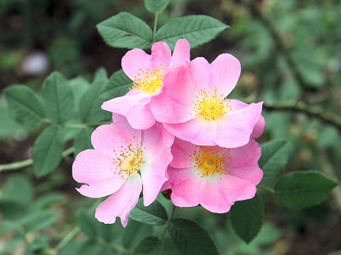 Rosa woodsii var. ultramontana