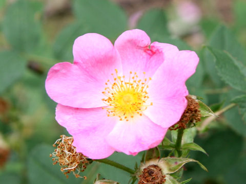 Rosa woodsii var. ultramontana