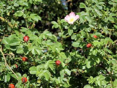 Rosa woodsii var. ultramontana