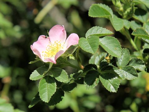 Rosa woodsii var. ultramontana