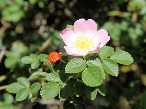 Rosa woodsii var. ultramontana