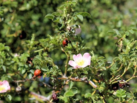 Rosa woodsii var. ultramontana