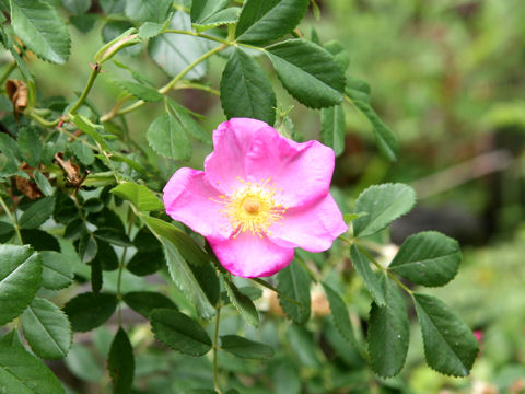 Rosa virginiana