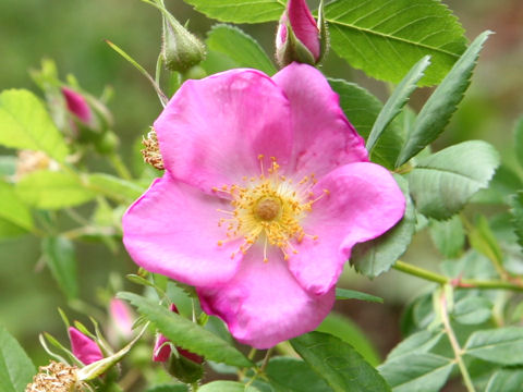 Rosa virginiana