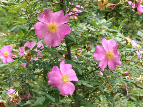 Rosa woodsii