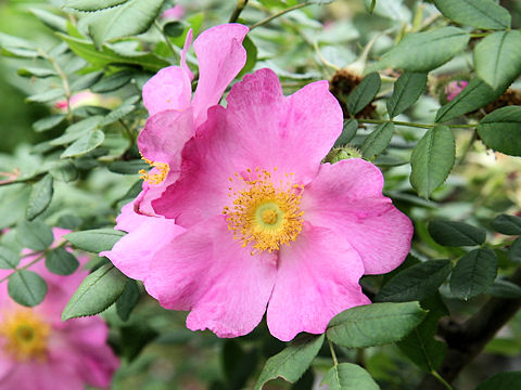 Rosa woodsii