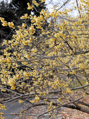 Chimonanthus praecox