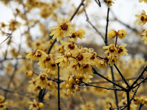 Chimonanthus praecox