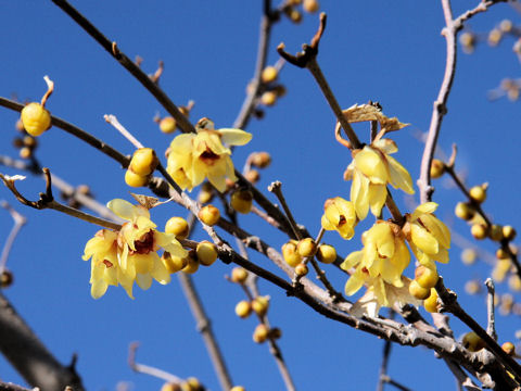 Chimonanthus praecox