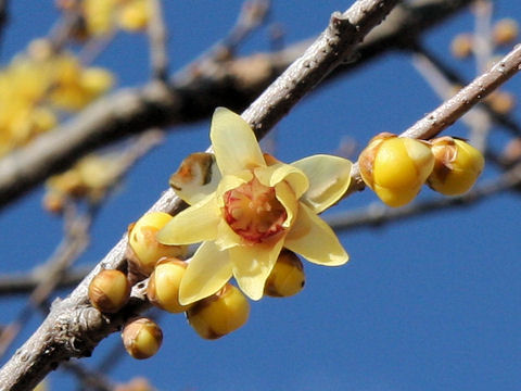 Chimonanthus praecox