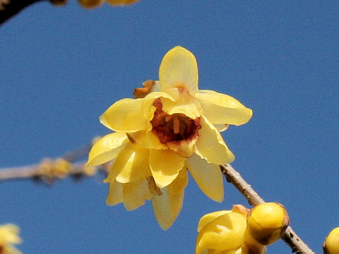 Chimonanthus praecox