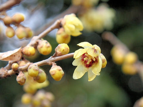 Chimonanthus praecox