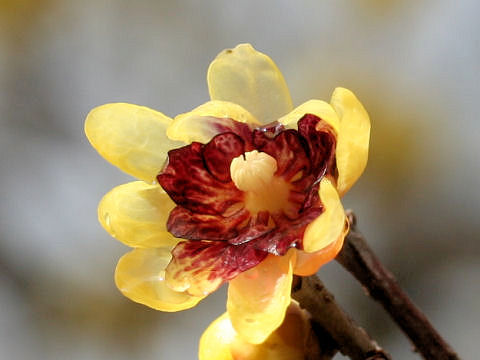 Chimonanthus praecox