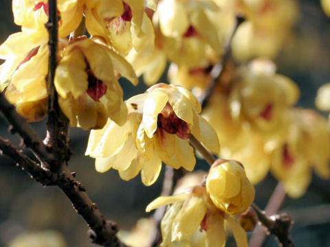 Chimonanthus praecox