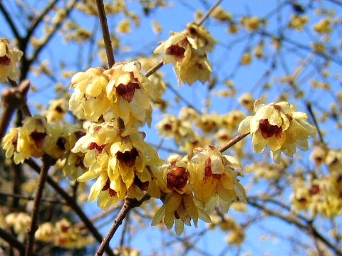 Chimonanthus praecox