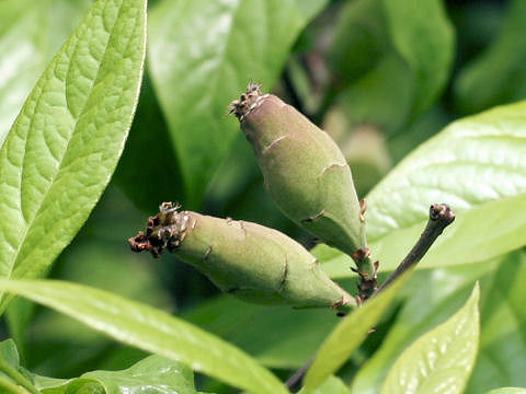 Chimonanthus praecox