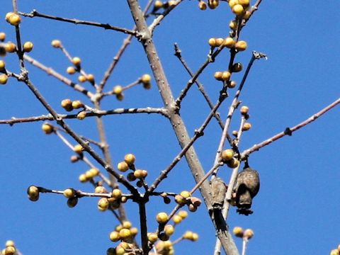 Chimonanthus praecox