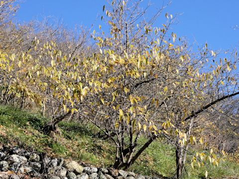 Chimonanthus praecox