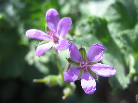 Geranium rotundifolium