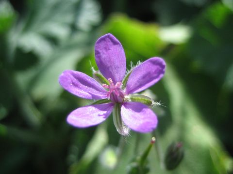 Geranium rotundifolium