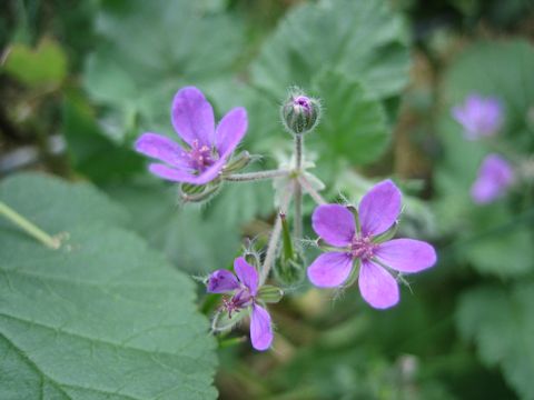 Geranium rotundifolium