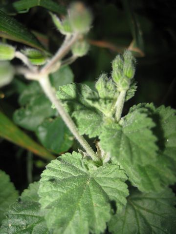 Geranium rotundifolium