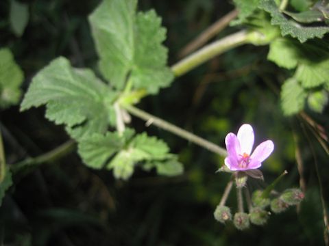 Geranium rotundifolium