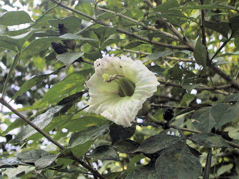 Parmentiera cereifera