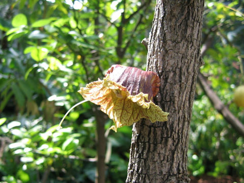 Parmentiera cereifera