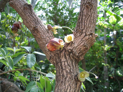 Parmentiera cereifera