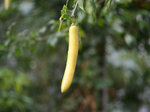 Parmentiera cereifera