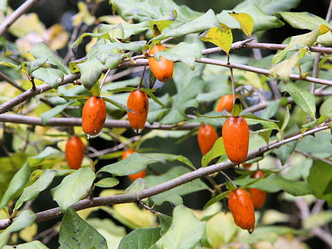 Diospyros rhombifolia