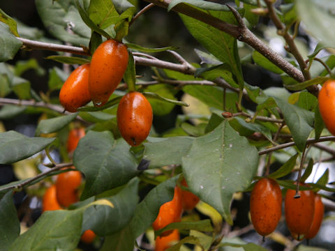 Diospyros rhombifolia