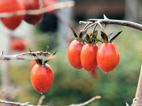 Diospyros rhombifolia