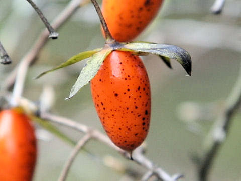 Diospyros rhombifolia