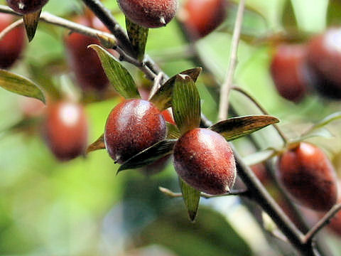 Diospyros rhombifolia