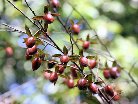 Diospyros rhombifolia