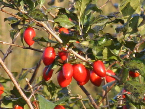 Diospyros rhombifolia