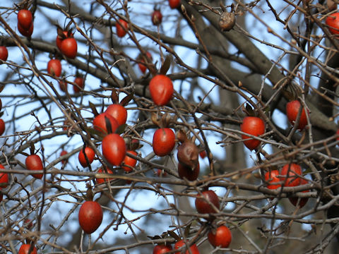 Diospyros rhombifolia