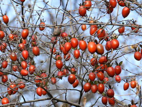 Diospyros rhombifolia