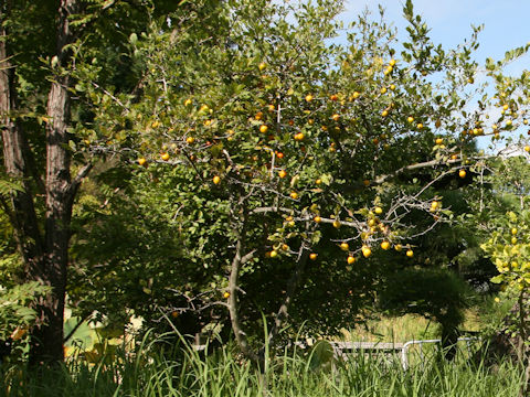 Diospyros rhombifolia