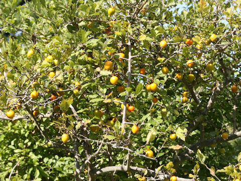 Diospyros rhombifolia